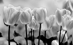 For Wall Соло (Solo) 287P8